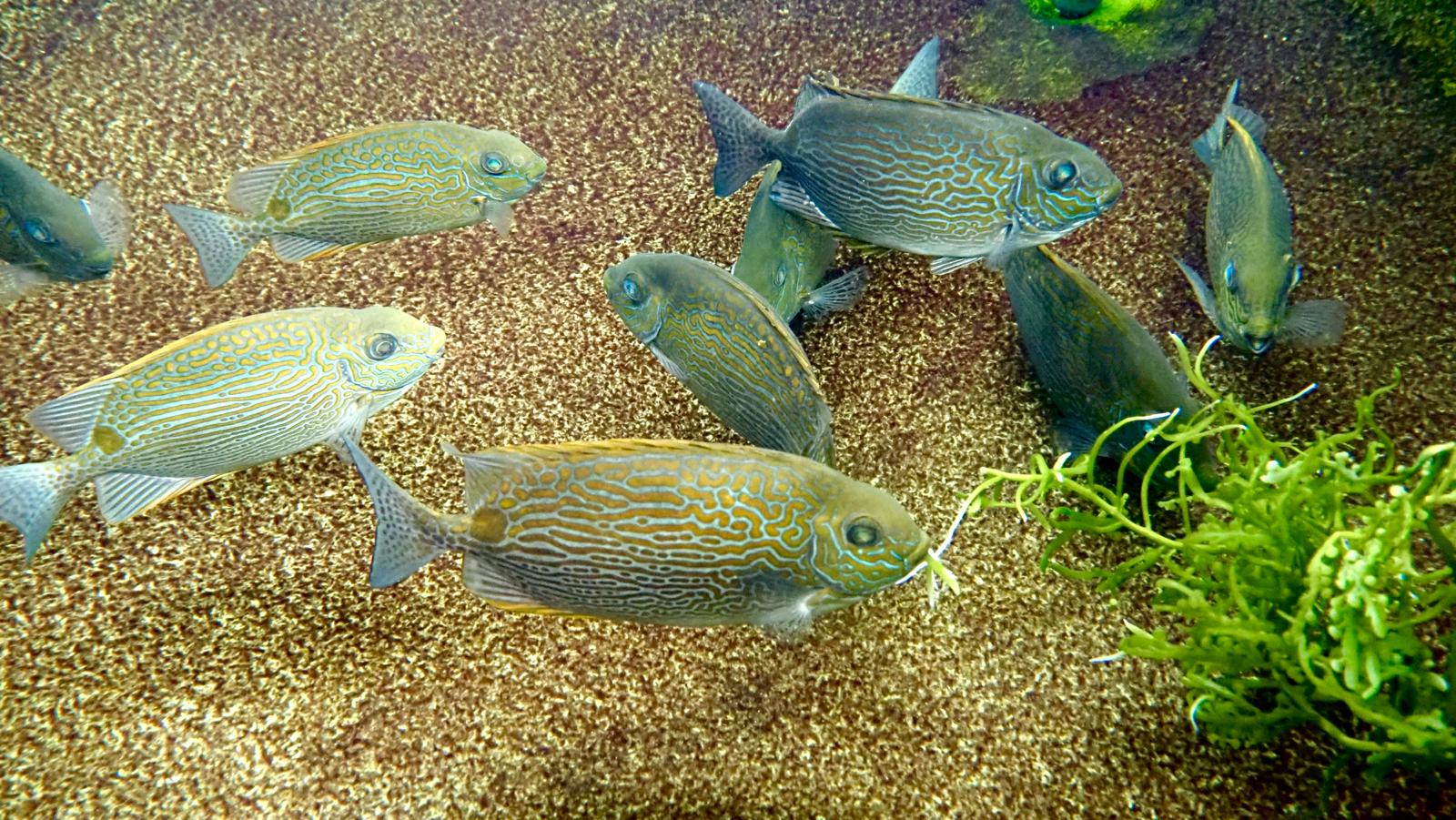 Goldlined rabbitfish