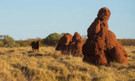 MLA and KNAC launch collaborative innovation program in the Pilbara | Meat & Livestock Australia