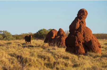 MLA and KNAC launch collaborative innovation program in the Pilbara | Meat & Livestock Australia